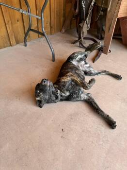 Rescue German Shepherd Dog and Great Dane Dogs for Adoption in Coarsegold, California - Ginger | PetCurious