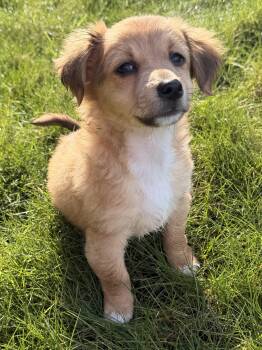 Chiweenie and Maltipoo Dogs Available for Adoption - Mousse | PetCurious