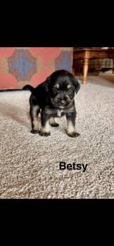 Betsy -  Goldendoodle Dog for Adoption in Marietta, Georgia - Betsy | PetCurious