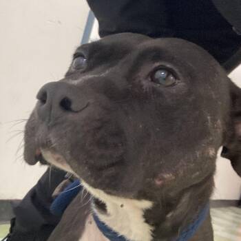 Pit Bull Terrier Dogs Available for Adoption - Heidi | PetCurious