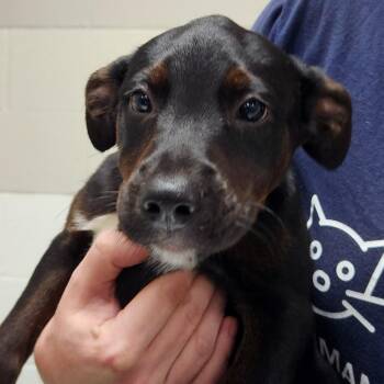 Daisy -  Mixed Breed Dog for Adoption in Walker, Michigan - Daisy | PetCurious