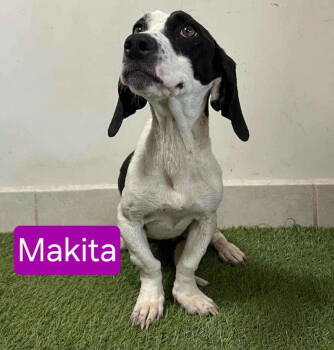 Rescue Basset Hound Dogs for Adoption in Mukwonago, Wisconsin - Panda Makita | PetCurious