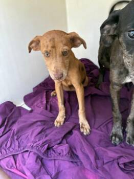 Minerva -  Mixed Breed Dog for Adoption in Mobile, Alabama - Minerva | PetCurious