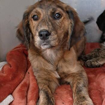 Mixed Breed Dogs Available for Adoption - CHAT-Stray-20749 | PetCurious