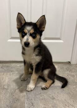 Olive -  Siberian Husky and Australian Shepherd Dog for Adoption in Grant, Nebraska - Olive | PetCurious