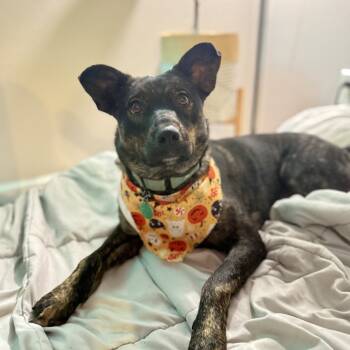 Rescue Mixed Breed Dogs for Adoption in Buffalo, Minnesota - Ferrara | PetCurious