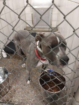 Pit Bull Terrier Dogs Available for Adoption - Rebel | PetCurious