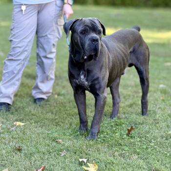 Smalls -  Neapolitan Mastiff Dog for Adoption in Ashland, Virginia - Smalls | PetCurious