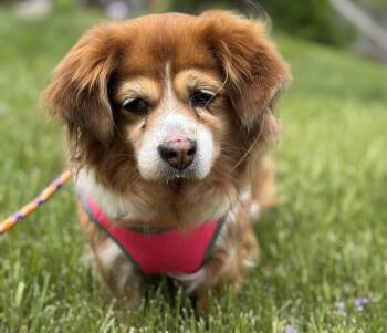 Cavalier King Charles Spaniel Dogs Available for Adoption in Killingly, Connecticut - Lucy (sweet, Gentle Senior Looking For A Soft Place To Land) | PetCurious