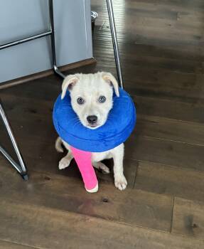 marshmallow -  Border Terrier and Chihuahua Dog for Adoption in Ogontz Campus, Pennsylvania - Marshmallow | PetCurious