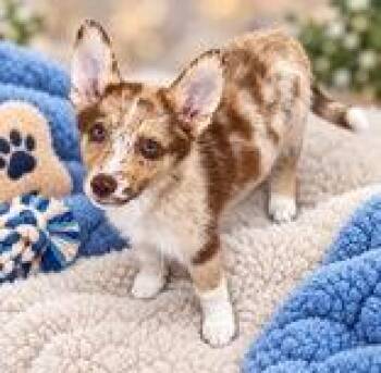 Walter -  Siberian Husky and Australian Shepherd Dog for Adoption in Portsmouth, Ohio - Walter | PetCurious