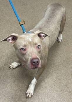 Maserati -  Mixed Breed Dog for Adoption in Chamblee, Georgia - Maserati | PetCurious