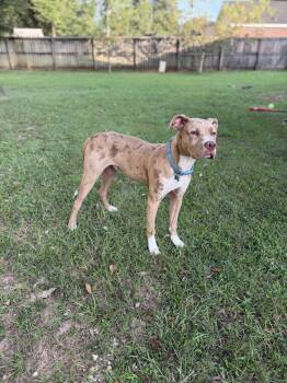 Beauregard -  Catahoula Leopard Dog Dog for Adoption in Mobile, Alabama - Beauregard | PetCurious