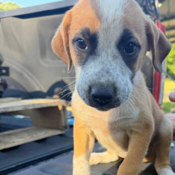 Paisley -  Australian Cattle Dog Blue Heeler and Mixed Breed Dog for Adoption in Pittsburg, Kansas - Paisley | PetCurious