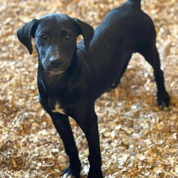 Rescue Black Labrador Retriever Dogs for Adoption in Anahuac, Texas - Willow - PW1466 | PetCurious