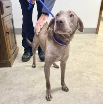 Stormy-Not Accepting Applications Yet -  Chocolate Labrador Retriever Dog for Adoption in Medina, Ohio - Stormy-Not Accepting Applications Yet | PetCurious