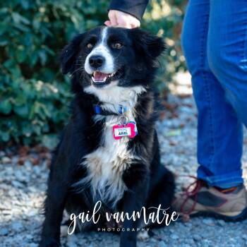Australian Shepherd Dogs Available for Adoption - Ariel | PetCurious