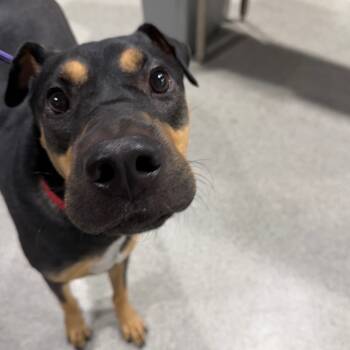 Rescue Mixed Breed Dogs for Adoption in Tampa, Florida - Yasmine | PetCurious