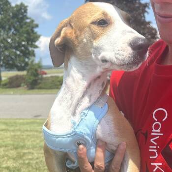DANTE (In New York) -  Hound and Labrador Retriever Dog for Adoption in New York, New York - DANTE (In New York) | PetCurious
