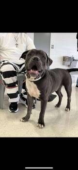 Rescue Pit Bull Terrier Dogs for Adoption in Seaside Heights, New Jersey - Derrrrp | PetCurious