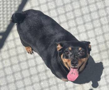 Blaze -  Miniature Pinscher Dog for Adoption in Green River, Wyoming - Blaze | PetCurious