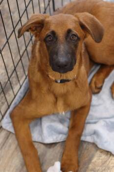 Belgian Shepherd Malinois Dogs Available for Adoption in Steinbach, Manitoba - Nessarose (Nessie) | PetCurious