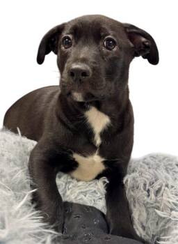 Cane Corso and Labrador Retriever Dogs Available for Adoption in Fort Myers, Florida - Barqs-2mo Old Puppy! | PetCurious