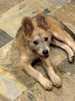 Koala -  Shepherd Dog for Adoption in Alvin, Texas - Koala | PetCurious
