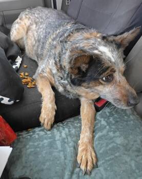 Australian Cattle Dog Blue Heeler Dogs Available for Adoption in Dallas, Texas - Gracie | PetCurious