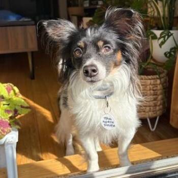 Rescue Chihuahua Dogs for Adoption - Ollie | PetCurious