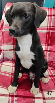 Hound Dogs Available for Adoption - Xander #47 | PetCurious