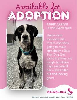 Quinn -  Bluetick Coonhound and Mixed Breed Dog for Adoption in White Cloud, Michigan - Quinn | PetCurious