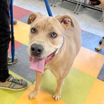 Mora -  Mixed Breed Dog for Adoption in Philadelphia, Pennsylvania - Mora | PetCurious
