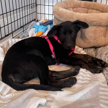 German Shepherd Dog Dogs Available for Adoption - Hollis | PetCurious