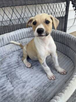 Celly -  Jack Russell Terrier and Parson Russell Terrier Dog Available for Adoption in Holly Springs, North Carolina - Celly | PetCurious