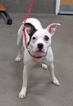Pit Bull Terrier Dogs Available for Adoption - WILMA | PetCurious