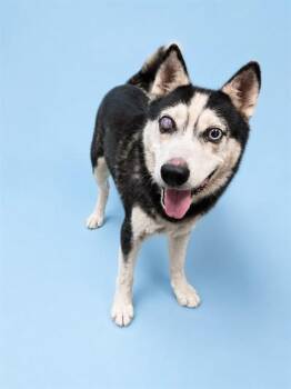 ROCKI -  Mixed Breed Dog for Adoption in Jacksonville, Florida - ROCKI | PetCurious