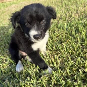 Betsy -  Shepherd Dog for Adoption in Harlingen, Texas - Betsy | PetCurious