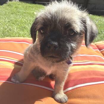 FETTUCCINE -  Pug and Terrier Dog for Adoption in Richmond, California - FETTUCCINE | PetCurious