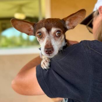 Markle -  Chihuahua Dog for Adoption in Ramona, California - Markle | PetCurious
