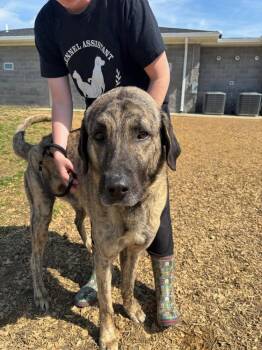 Kingston -  Shepherd Dog for Adoption in Evansville, Indiana - Kingston | PetCurious