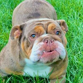 Nora -  English Bulldog Dog for Adoption in Huber Heights, Ohio - Nora | PetCurious