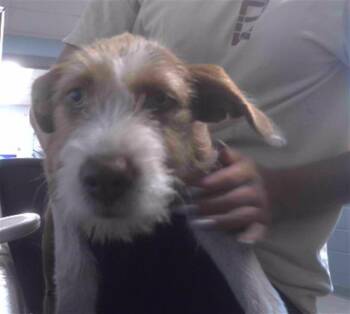 Rescue Airedale Terrier and Mixed Breed Dogs for Adoption in Tallahassee, Florida - MABLE | PetCurious