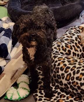 Addy -  Poodle Dog for Adoption in Thompson Falls, Montana - Addy | PetCurious