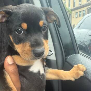 Oona -  Chihuahua Dog for Adoption in New York, New York - Oona | PetCurious