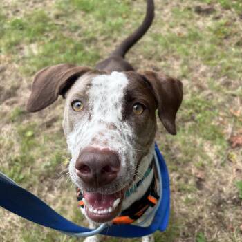 Chance -  English Pointer and Hound Dog for Adoption in New Boston, New Hampshire - Chance | PetCurious