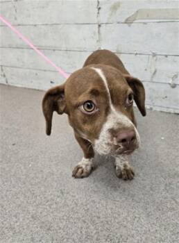 MIEL -  Terrier and Mixed Breed Dog for Adoption in San Bernardino, California - MIEL | PetCurious