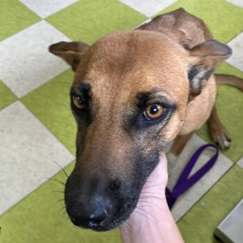 Marigold -  Mixed Breed Dog for Adoption in Volcano, Hawaii - Marigold | PetCurious