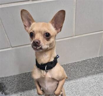 STEELE -  Chihuahua and Mixed Breed Dog for Adoption in Omaha, Nebraska - STEELE | PetCurious