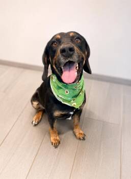Huckleberry -  Hound Dog for Adoption in Lafayette, Louisiana - Huckleberry | PetCurious
